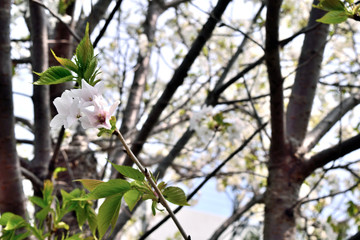 大島桜 花のアップ