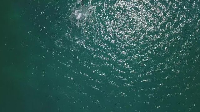 dophins, aerial view