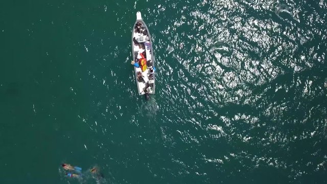 dophins, aerial view