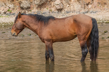 Obraz premium Wild Horse in the Arizona Desert