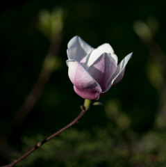 Flowers in the park