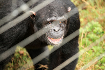 Obraz premium Chimpanzee - Uganda