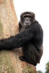 Chimpanzee - Uganda