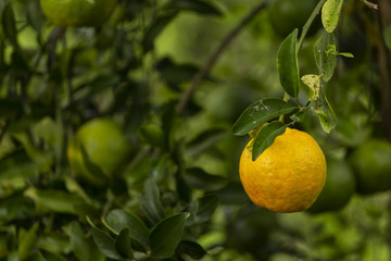 Pé de tangerina em quintal de residência brasileira