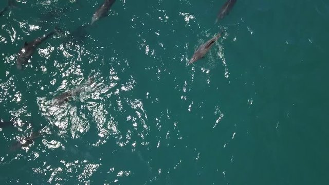 dophins, aerial view
