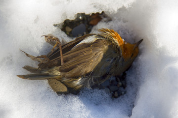 Robin is dead in winter in subtropics during snowfall