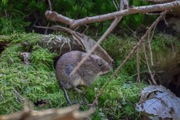 Little mouse on moss in the forest
