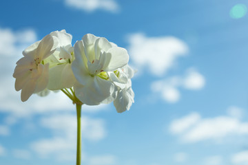 white geranium on blue sky background