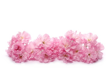 Blossom pink sakura (cherry) in spring isolated on white background