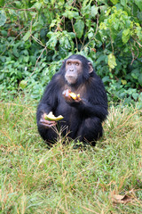 Chimpanzee - Uganda
