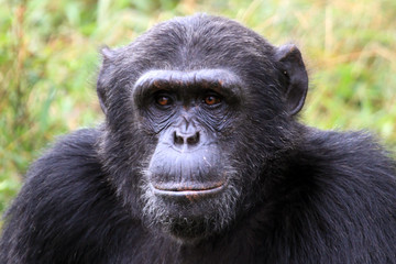 Chimpanzee - Uganda