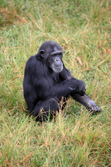 Fototapeta premium Chimpanzee - Uganda
