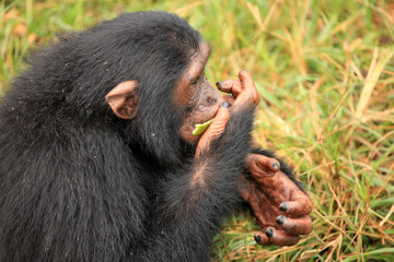 Chimpanzee - Uganda