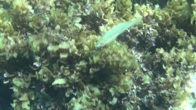 fish across algas dahab