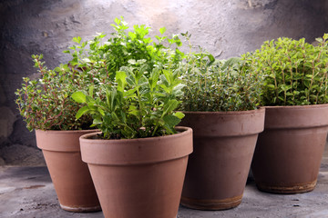 Homegrown and aromatic herbs in old clay pots