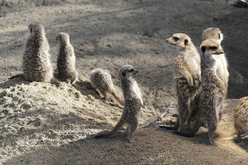 Erdmännchen (Suricata suricatta), Familie mit Jungtieren, Vorkommen in Afrika, captive