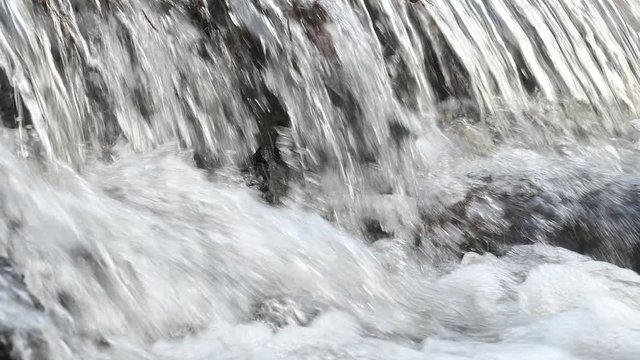 Spring Creek In The Forest