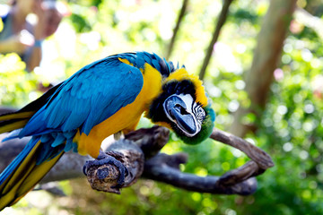 Colorful portrait of Amazon parrot against jungle. Side view of wild parrot head on green background. Wildlife and rainforest exotic tropical birds as popular pet breeds © Vadim