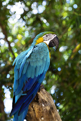 Colorful portrait of Amazon parrot against jungle. Side view of wild parrot head on green background. Wildlife and rainforest exotic tropical birds as popular pet breeds © Vadim