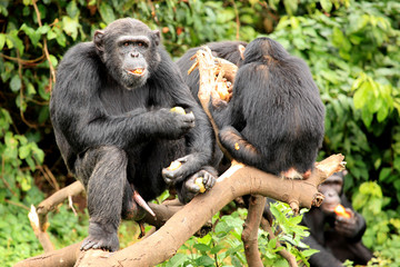 Chimpanzee - Uganda