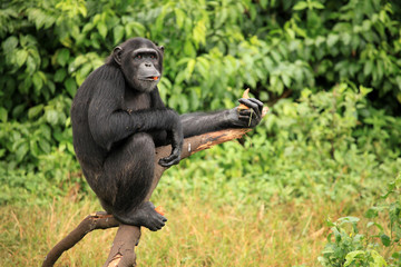 Chimpanzee - Uganda