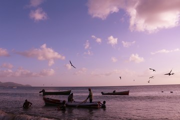 Caribbean fishermen surrounded by pelicans and frigate birds (Anse madinina, Martinique)
