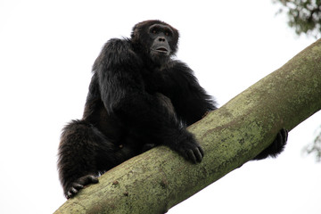 Chimpanzee - Uganda