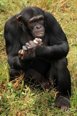 Chimpanzee - Uganda