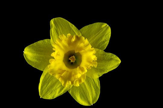 Daffodil Head Isolated Against a Black Background