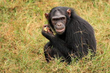 Fototapeta premium Chimpanzee - Uganda