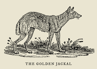 The golden jackal canis aureus in side view, after a vintage woodcut engraving from the 18th century. Easy editable in layers - obrazy, fototapety, plakaty