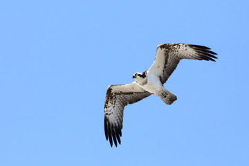 Osprey