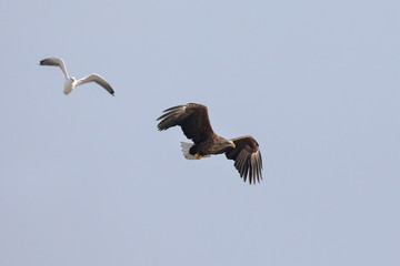 white-tailed eagle and seagull