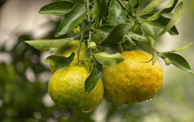 Pé de tangerina em quintal de residência brasileira