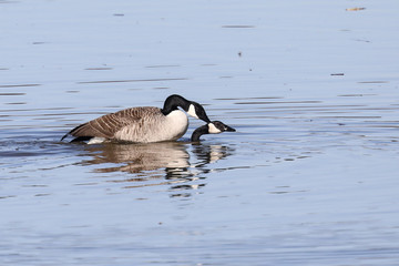 Canada Goose