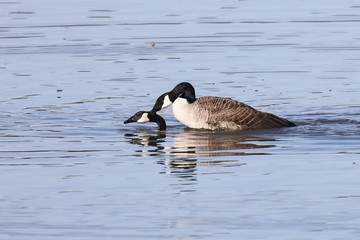 Fototapeta premium Canada Goose