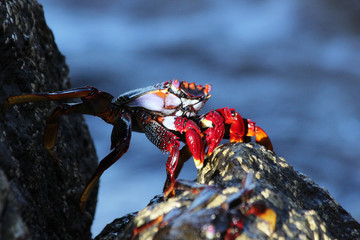 TIERE_5902_rote_Klippenkrabbe