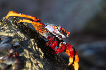 TIERE_5915_rote_Klippenkrabbe