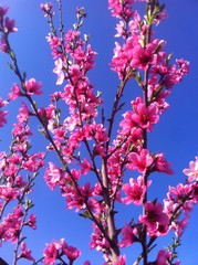 Весеннее цветение