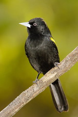 Golden-winged Cacique (Cacicus chrysopterus)