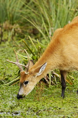 Marsh Deer (Blastocerus dichotomus)