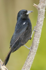 White-lined Tanager (Tachyphonus rufus)