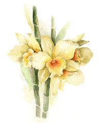 watercolor illustration yellow orchid