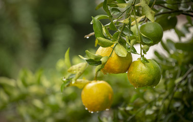 Pé de tangerina em quintal de residência brasileira