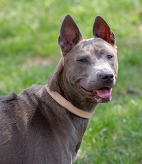 Thai Ridgeback on walk in green park