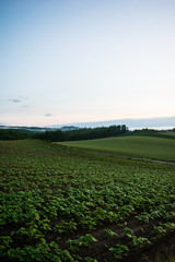 朝霧の丘　夜明け　丘の風景　美瑛　上富良野　富良野