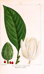 Illustration of plant