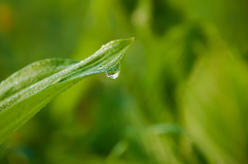leaf with a drop of dew on the tip