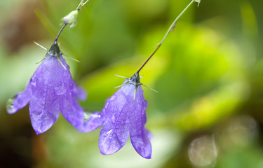 two bellflowers with drops of dew