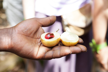 Ripe nutmeg.